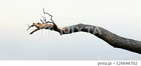 Unique tree branch reaching towards the sky 126646782