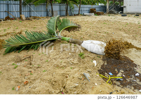 Uprooted palm tree on a sandy construction site with debris, roots exposed and fencing in background Uprooted palm tree on a sandy construction site with debris, roots exposed and fencing in background 126646987