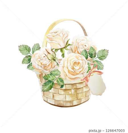 Roses in peach color. Bouquet of flowers and leaves in a wicker basket. Hand drawn watercolor illustration isolated. Birthday greeting cards, mothers day, wedding invitations, labels, banners, posters 126647003