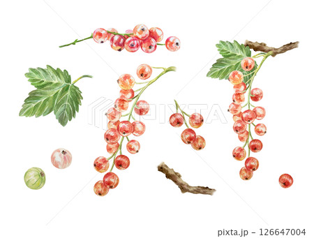 Red currant set. Berries, bunches, green leaf, twig. Hand drawn watercolor illustration isolated on white. For cards, invitations, food labels, banners, posters. Red currant set. Berries, bunches, green leaf, twig. Hand drawn watercolor illustration isolated on white. For cards, invitations, food labels, banners, posters. 126647004