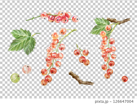 Red currant set. Berries, bunches, green leaf, twig. Hand drawn watercolor illustration isolated on white. For cards, invitations, food labels, banners, posters. Red currant set. Berries, bunches, green leaf, twig. Hand drawn watercolor illustration isolated on white. For cards, invitations, food labels, banners, posters. 126647004