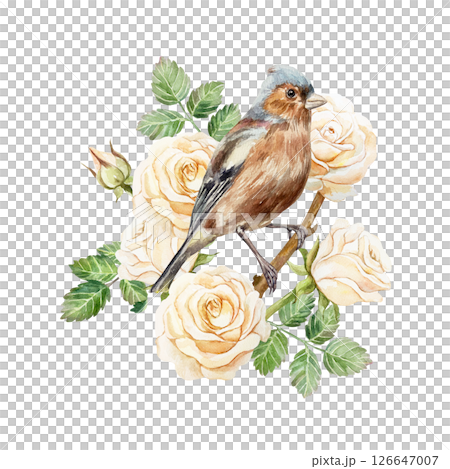 Beautiful peach roses in a basket, sitting bird. Hand drawn watercolor illustration of pastel flowers isolated. For vintage birthday, valentines day, mothers day cards, invitations, banners, posters. 126647007