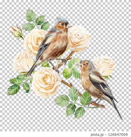 Beautiful roses in peach tones, sitting birds. Hand drawn watercolor illustration of pastel flowers isolated. Vintage birthday, valentines day, mothers day cards, invitations, banners, posters. Beautiful roses in peach tones, sitting birds. Hand drawn watercolor illustration of pastel flowers isolated. Vintage birthday, valentines day, mothers day cards, invitations, banners, posters. 126647009