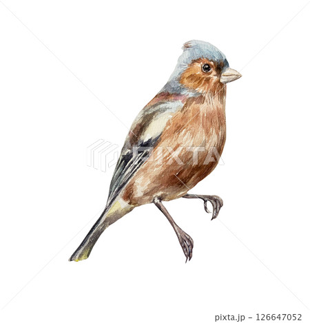 Bird sitting. Chaffinch. Hand drawn watercolor illustration isolated on white. For vintage greeting cards, invitations, summer and spring banners, posters. Bird sitting. Chaffinch. Hand drawn watercolor illustration isolated on white. For vintage greeting cards, invitations, summer and spring banners, posters. 126647052