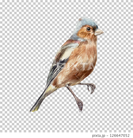 Bird sitting. Chaffinch. Hand drawn watercolor illustration isolated on white. For vintage greeting cards, invitations, summer and spring banners, posters. 126647052