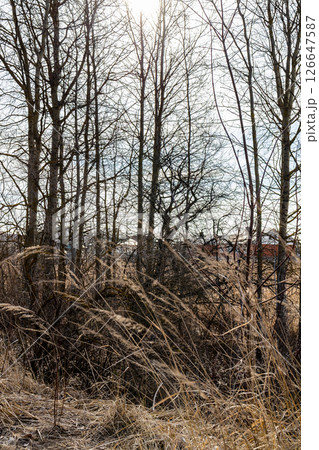 bare trees in field near village on March day bare trees in field near village on March day 126647587