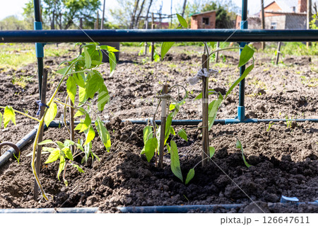 tomato seedlings in open forcing-bed at garden tomato seedlings in open forcing-bed at garden 126647611