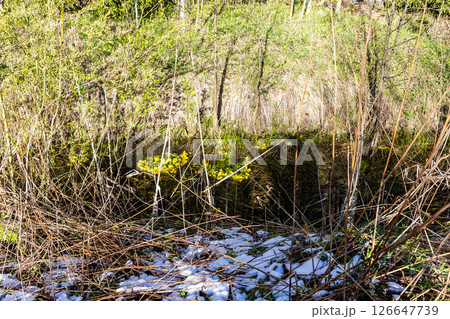 freshly fallen snow on green grass on forest riverbank freshly fallen snow on green grass on forest riverbank 126647739