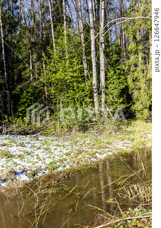 river in forest with fallen snow on green grass river in forest with fallen snow on green grass 126647946