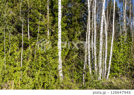 birch trees in green forest on sunny spring day 126647948