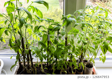 above view of tomato sprouts grown in box at home above view of tomato sprouts grown in box at home 126647953