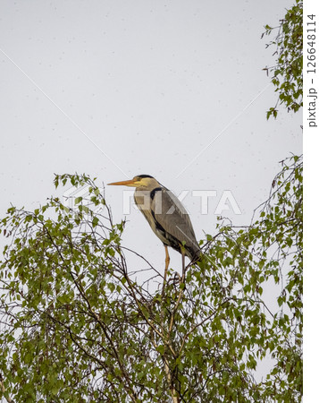 Graceful Gray Heron bird sitting on tree branch Graceful Gray Heron bird sitting on tree branch 126648114