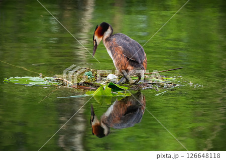 Crested Grebe is on the nest, incubating an egg Crested Grebe is on the nest, incubating an egg 126648118
