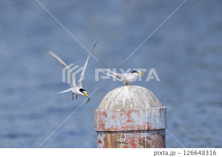 川の鉄柱とまるコアジサシ 126648316