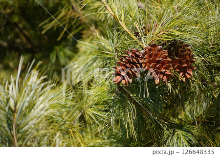 Fir cones growing on a branch close up Fir cones growing on a branch close up 126648335