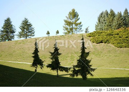 Three fir trees in a park 126648336