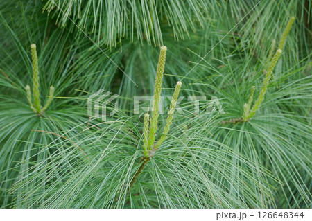 Young sprout shoots of fir spruce. Young branches of coniferous tree. Green background, healthy lifestyle concept 126648344