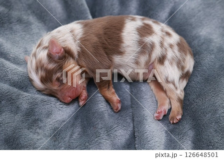 A small brown and white puppy is sleeping on a blanket 126648501