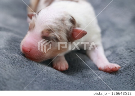 A puppy is sleeping on a blanket 126648512