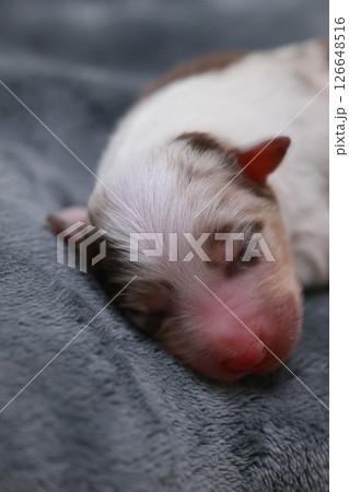A small puppy is sleeping on a blanket A small puppy is sleeping on a blanket 126648516
