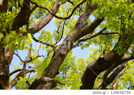 Giant camphor tree at the Meiji Shrine in Tokyo, Japan Giant camphor tree at the Meiji Shrine in Tokyo, Japan 126648736