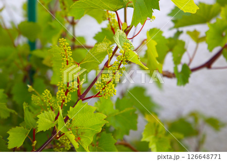 Grape vine with branches, leaves, and young fruit 126648771