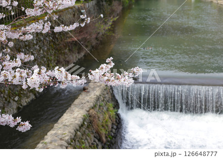 Beautiful cherry blossoms in Japanese park 126648777