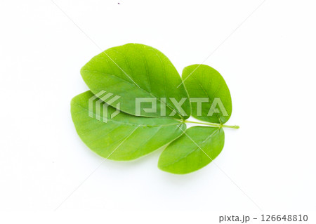 Rain tree leaves on white. Samanca Saman (Jacq) Merr. Rain tree leaves on white. Samanca Saman (Jacq) Merr. 126648810