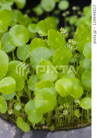 Gotu kola or asiatica plant 126648817