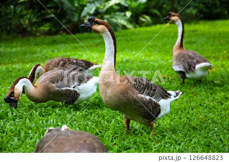A group of geese on a lush green lawn 126648823
