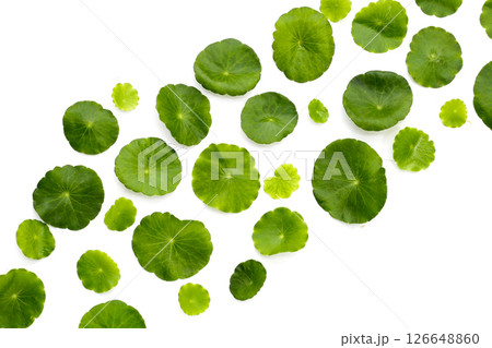 Centella asiatica plant (Gotu Kola) Fresh herb leaves Centella asiatica plant (Gotu Kola) Fresh herb leaves 126648860