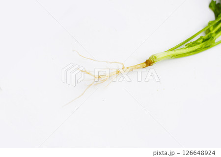 Fresh organic coriander, vegetables and herbs Fresh organic coriander, vegetables and herbs 126648924