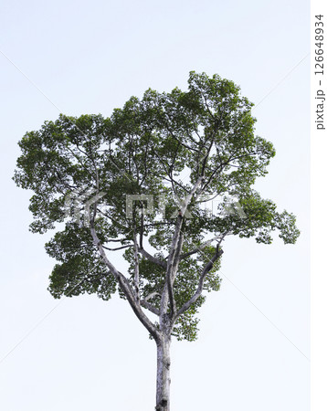 Looking up from down tree, Dipterocarpus tree, Big tree in Vietnam 126648934