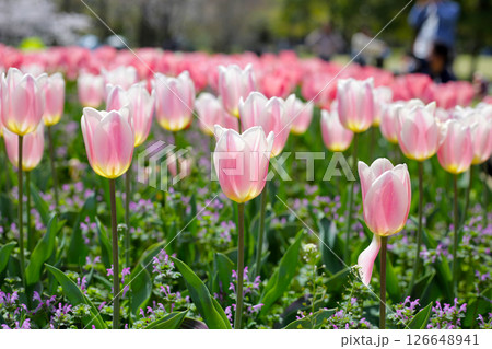 Beautiful tulip flower garden. The Expo 70 Commemorative Park, Osaka, Japan 126648941