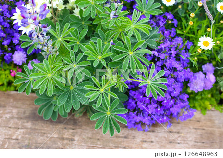 A variety of flowers in a vibrant and colorful flower garden in full bloom at a park in Japan A variety of flowers in a vibrant and colorful flower garden in full bloom at a park in Japan 126648963