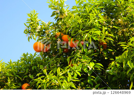 Orange fruit hanging on tree Orange fruit hanging on tree 126648969