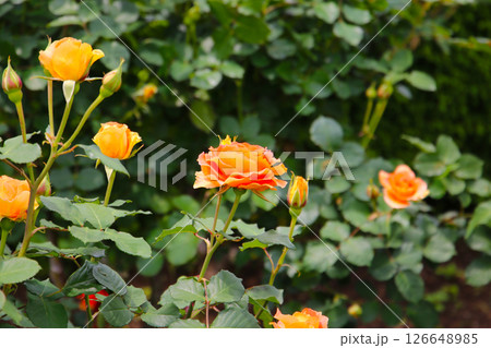 Beautiful roses in full bloom at the Japan Rose Garden. Beautiful roses in full bloom at the Japan Rose Garden. 126648985