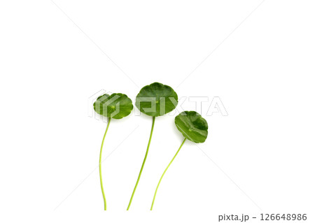 Centella asiatica leaves, Fresh herb plant 126648986
