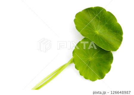 Centella asiatica leaves, Fresh herb plant 126648987