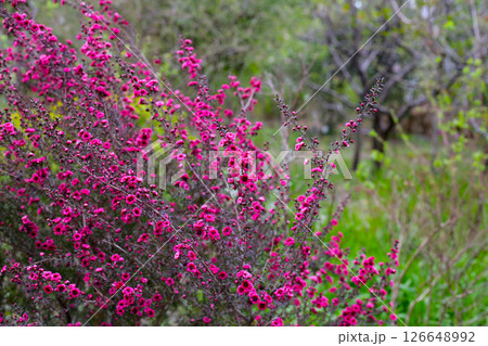 Manuka plant in bloom, pink flower Manuka plant in bloom, pink flower 126648992