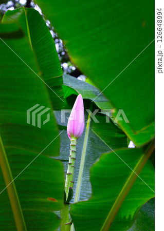 Bossom of bronze banana (Musa laterita) 126648994