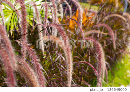 Fountain grass or pennisetum alopecuroides Fountain grass or pennisetum alopecuroides 126649000