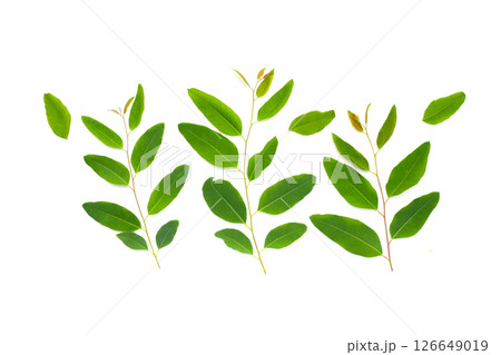 Eucalyptus leaves on white background. 126649019
