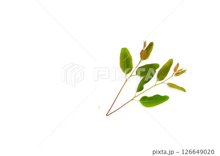 Eucalyptus leaves on white background. 126649020