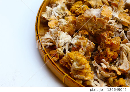 Splitgill mushroom or schizophyllum commune mushroom 126649043