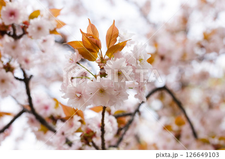 Branches of sakura flowers, cherry blossom Branches of sakura flowers, cherry blossom 126649103