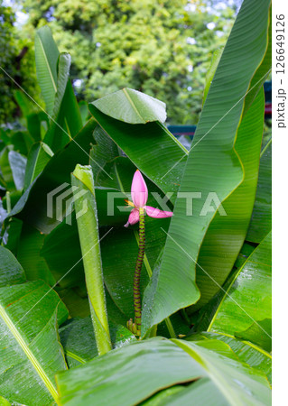 Bossom of bronze banana (Musa laterita) Bossom of bronze banana (Musa laterita) 126649126