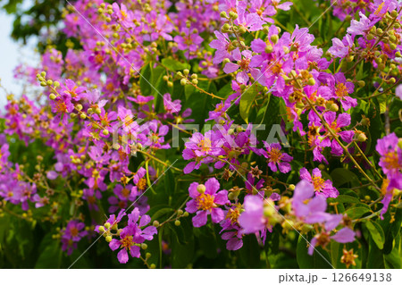 Lagerstroemia speciosa, Queen's crape myrtle , Pride of India. Lagerstroemia speciosa, Queen's crape myrtle , Pride of India. 126649138