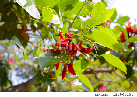 Erythrina crista galli red flower 126649150