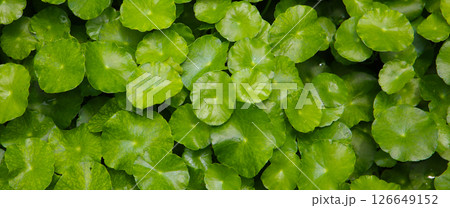 Green leaves of Centella asiatica, also known as Gotu Kola 126649152